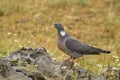 Woodpigeon - Columba palumbus Royalty Free Stock Photo