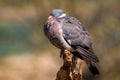 Woodpigeon - Columba palumbus, beautiful colorful pigeon Royalty Free Stock Photo