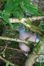 Woodpigeon, columba palumbus, on branch in tree Royalty Free Stock Photo