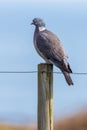 Woodpigeon Columba palumbus Royalty Free Stock Photo