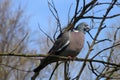 Woodpigeon, columba palumbus, perched in a tree Royalty Free Stock Photo