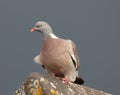 Woodpigeon on roof as rain storm approaches