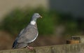 A Woodpigeon, Columba palumbus, perching on a wooden fence. Royalty Free Stock Photo