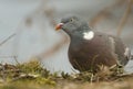 A pretty Woodpigeon Columba palumbus searching for food on the ground. Royalty Free Stock Photo