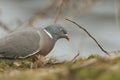 A pretty Woodpigeon Columba palumbus searching for food on the ground. Royalty Free Stock Photo