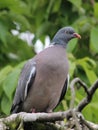 Woodpigeon columba palumbus Royalty Free Stock Photo