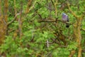 Woodpigeon - Columba palumbus Royalty Free Stock Photo