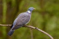 Woodpigeon - Columba palumbus Royalty Free Stock Photo