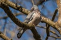 Woodpigeon - Columba palumbus Royalty Free Stock Photo