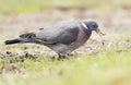 Woodpigeon Royalty Free Stock Photo