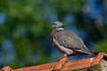 Woodpigeon on the house roof