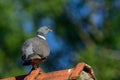 Woodpigeon on the house roof