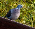 Woodpigeon on outhouse roof looking for food in winter.