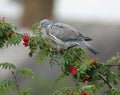 Woodpigeon with rowan berry in beak Royalty Free Stock Photo