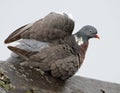 Woodpigeon with ruffled feathers in the rain