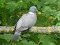 A woodpigeon sitting on a tree branch Royalty Free Stock Photo