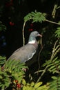 Woodpigeon in tree with nesting material Royalty Free Stock Photo