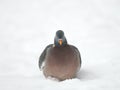 Woodpigeon, winter Royalty Free Stock Photo