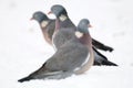 Woodpigeon, winter Royalty Free Stock Photo