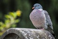 Woodpigeon (Columba palumbus) perched atop a rocky outcropping Royalty Free Stock Photo