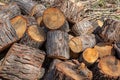 Woodpile background of the tree trunk