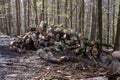 A woodpile of chopped lumber in the forest. A big pile of cut down oak trees. Deforestation Royalty Free Stock Photo