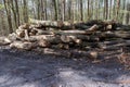 A woodpile of chopped lumber in the forest. A big pile of cut down oak trees. Deforestation Royalty Free Stock Photo