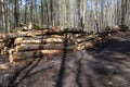 A woodpile of chopped lumber in the forest. A big pile of cut down oak trees. Deforestation Royalty Free Stock Photo