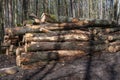 A woodpile of chopped lumber in the forest. A big pile of cut down oak trees. Deforestation Royalty Free Stock Photo