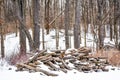 Woodpile Covered with Snow in Forest