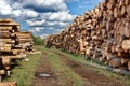 Woodpile of cut Lumber