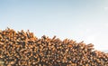 Woodpile of cut Lumber for forestry industry wirh sky background Royalty Free Stock Photo