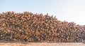 Woodpile of cut Lumber for forestry industry wirh sky background Royalty Free Stock Photo