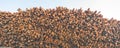 Woodpile of cut Lumber for forestry industry wirh sky background