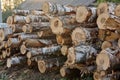 Woodpile of cut Lumber logs Royalty Free Stock Photo