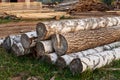 Woodpile of cut Lumber logs for forestry industry Royalty Free Stock Photo