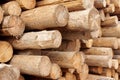 Woodpile of cut trees in the lumberyard Royalty Free Stock Photo