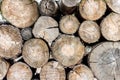 Woodpile in a forest. Close up view, rustick eco background