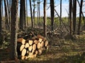 Woodpile of freshly harvested pine logs in the forest near a cozy cottage