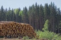 Woodpile of freshly harvested pine logs on a forest road under sunny skies. Trunks of trees cut and stacked in the foreground, Royalty Free Stock Photo