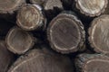 Woodpile of freshly harvested pine logs on a forest road under sunny skies. Trunks of trees cut and stacked in the foreground, Royalty Free Stock Photo