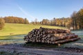 Woodpile of freshly harvested spruce logs. Trunks of trees cut and stacked in forest. Wooden Logs. Royalty Free Stock Photo