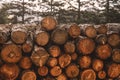 Woodpile of logs Royalty Free Stock Photo