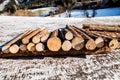 Woodpile with logs of the tree trunks Royalty Free Stock Photo