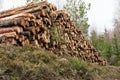 Woodpile in a low angle view Royalty Free Stock Photo