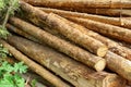 Woodpile From Sawn Pine And Spruce Logs For Forestry Industry