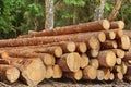 Woodpile From Sawn Pine And Spruce Logs For Forestry Industry Royalty Free Stock Photo