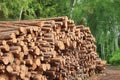 Woodpile From Sawn Pine And Spruce Logs For Forestry Industry Royalty Free Stock Photo