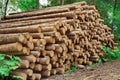 Woodpile From Sawn Pine And Spruce Logs For Forestry Industry