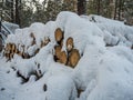 Woodpile stacked of firewood under the snow, Novosibirsk, Russia